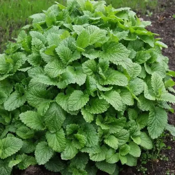 Мелисса лекарственная лимонная