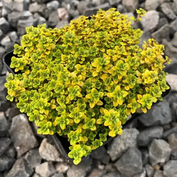 Тимьян (чабрец) лимоннопахнущий Арчерс Голд