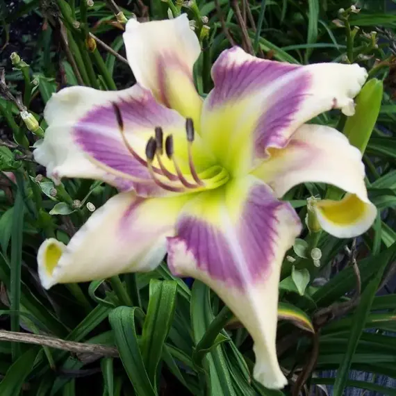 Лилейник Айд Твистер