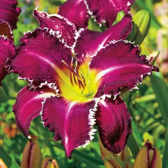 Лилейник Snaggle Tooth