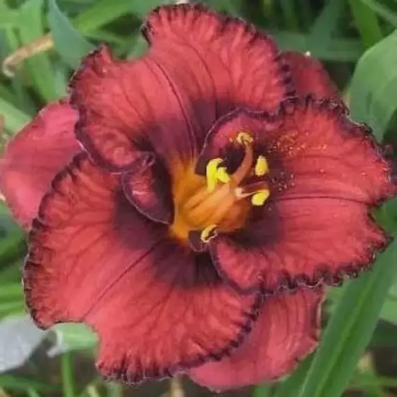 Лилейник Берилишез