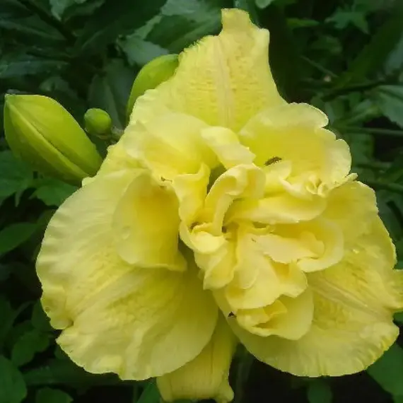 Лилейник Йеллоу Сабмарин