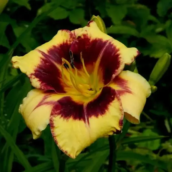 Лилейник Калико Джек