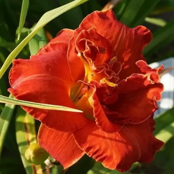 Лилейник Мозес Файр