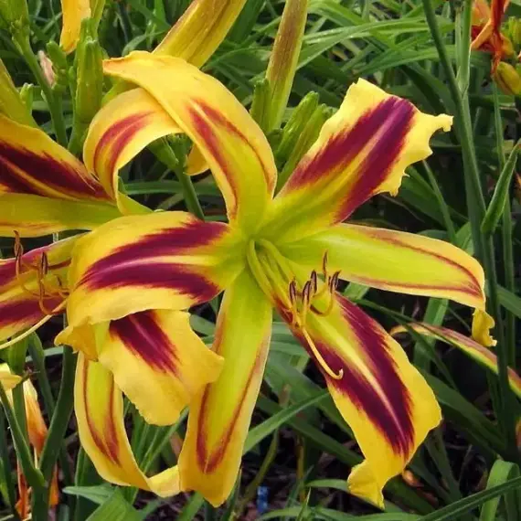 Лилейник Фри Вилин