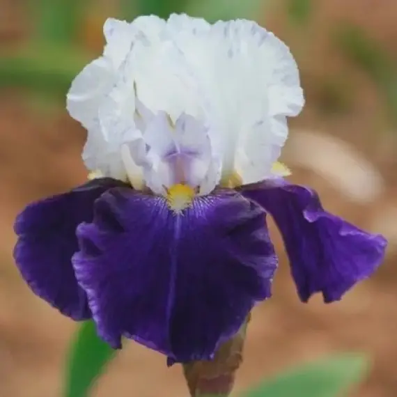 Ирис бородатый Брейнвейт