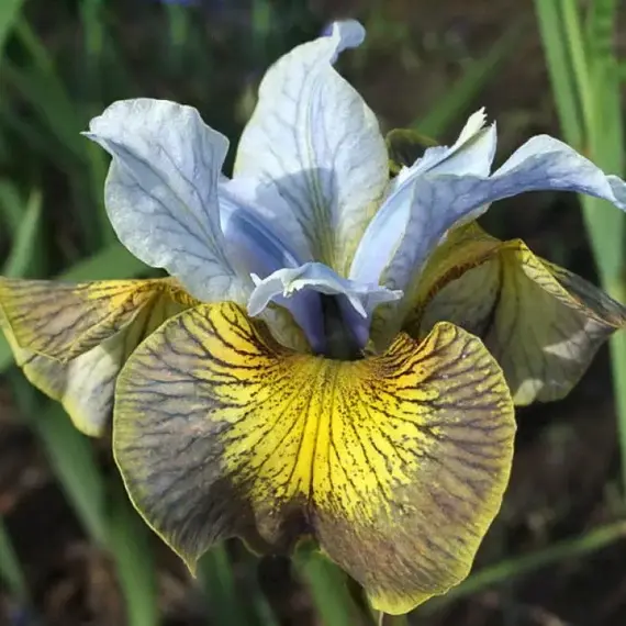 Ирис сибирский Uncorked
