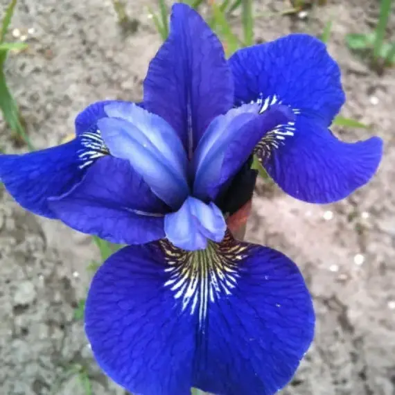 Ирис сибирский Blue Bird