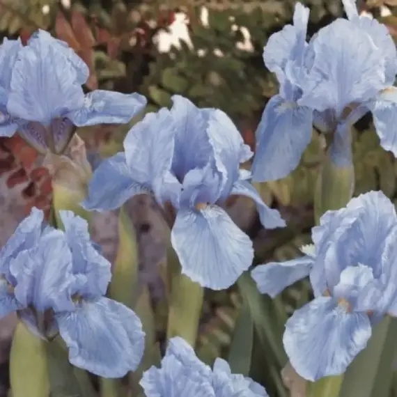 Ирис карликовый Блю Деним