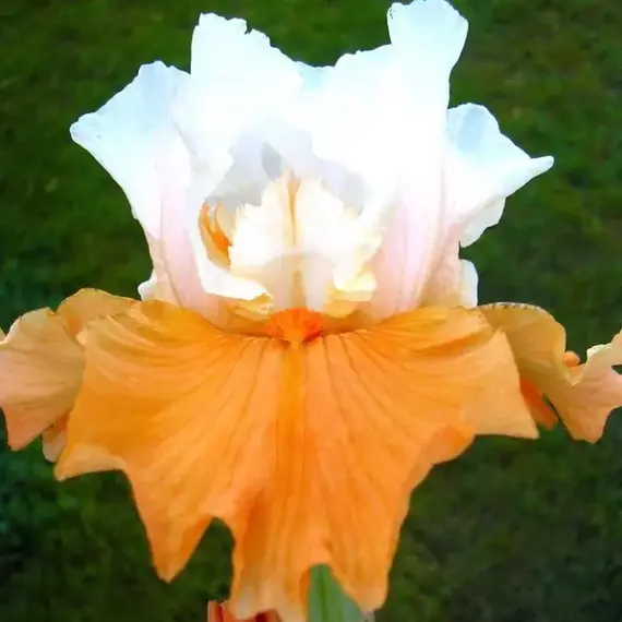 Ирис германский Пампкин Чизкейк