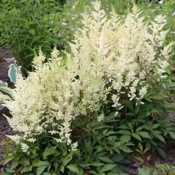 Астильба Юник Вайт