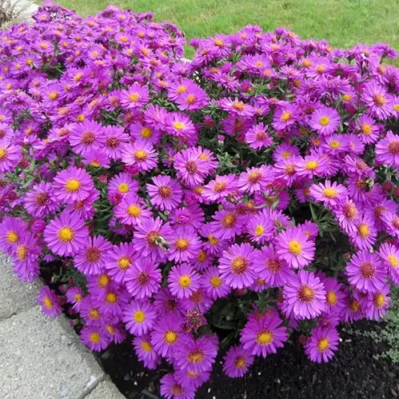 Астра Бриджитт