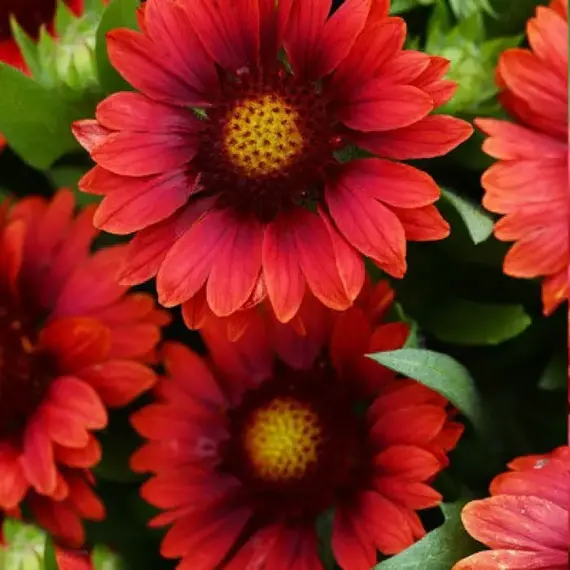 Гайлардия гибридная Меза Ред