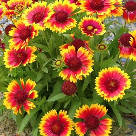 Гайлардия гибридная Кобольд