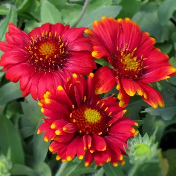 Гайлардия гибридная Аризона Ред Шейдз