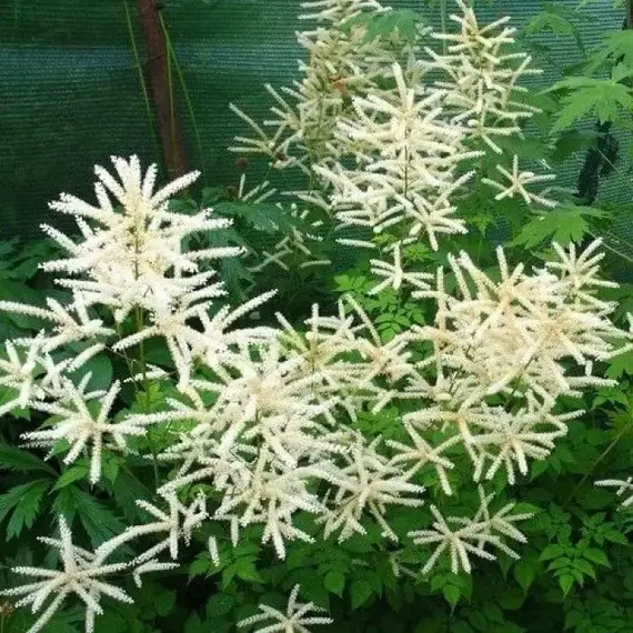 Волжанка двудомная Горацио