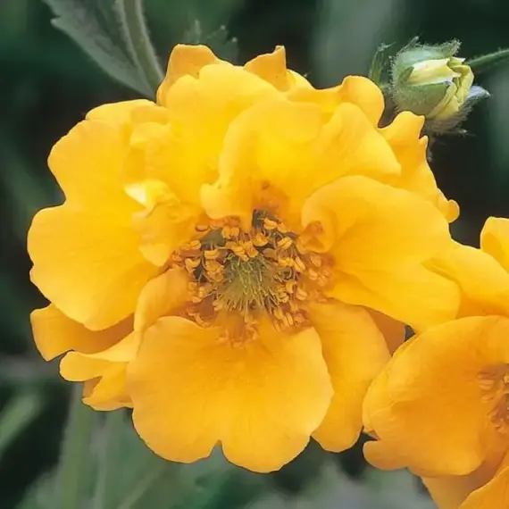 Гравилат чилийский Леди Штратэдэн