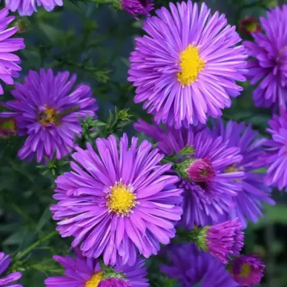 Астра Прайд оф Корнвол