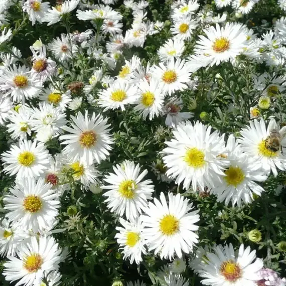 Астра Сноуспрайт