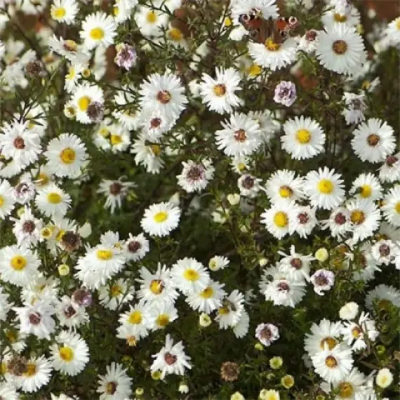 Астра Уайт Ледиз