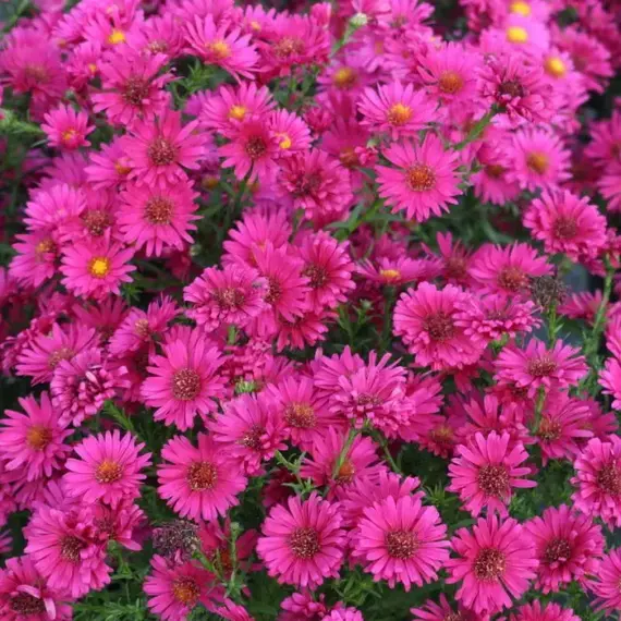 Астра Роял Руби