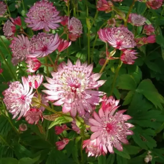 Астранция крупная Розеа