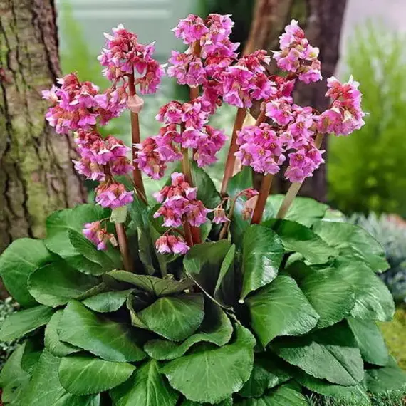 Бадан сердцелистный Ротблюм