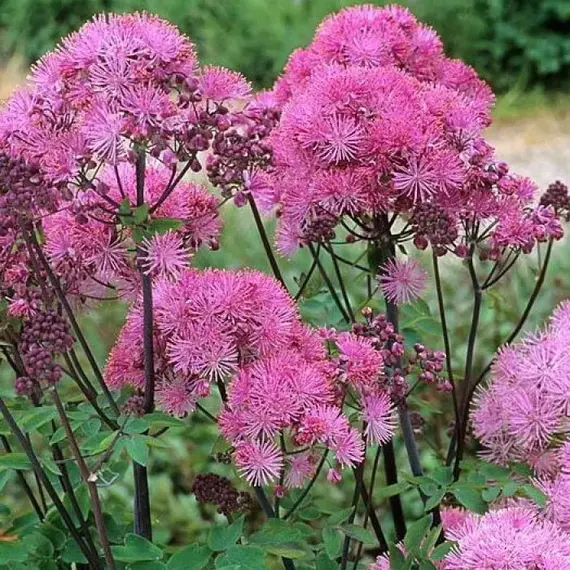 Василистник водосборолистный Пурпуреум