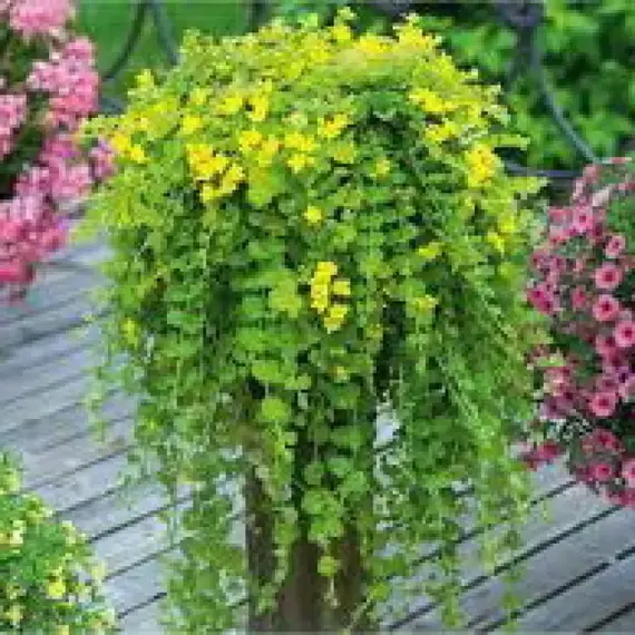 Вербейник монетчатый