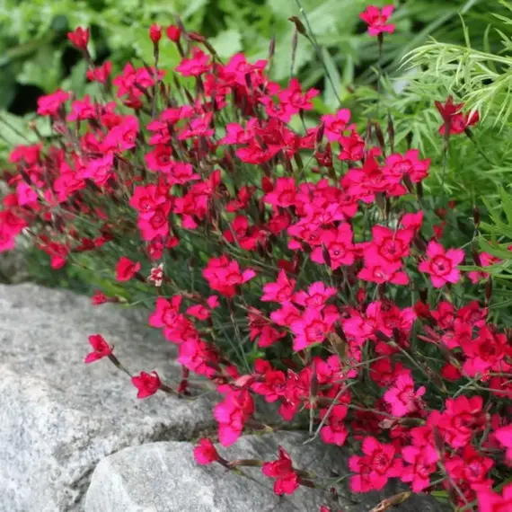 Гвоздика травянка Спленденс