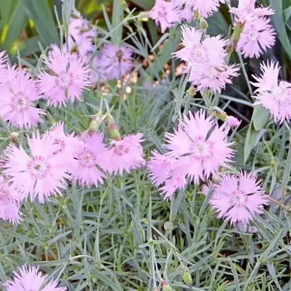 Гвоздика перистая