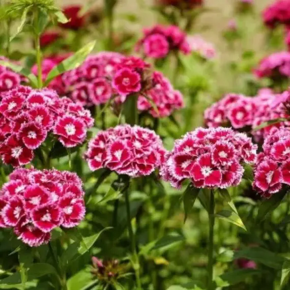 Гвоздика бородатая