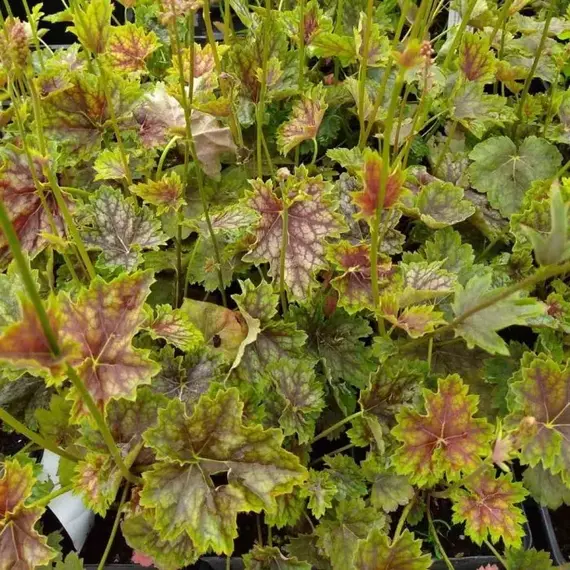 Гейхера Марвелос Марбл