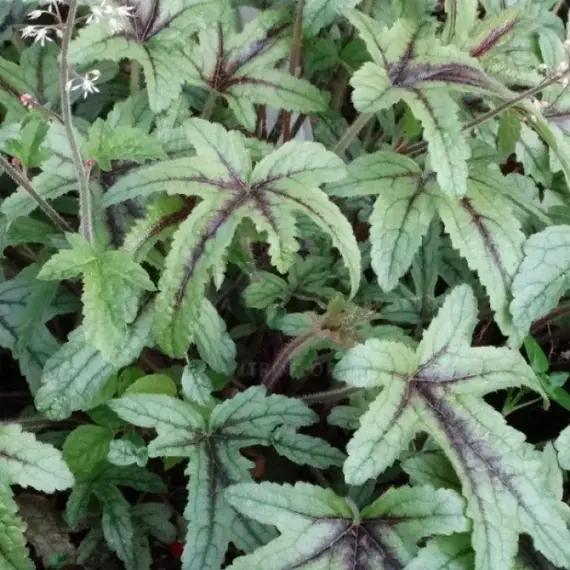 Гейхерелла Кимоно