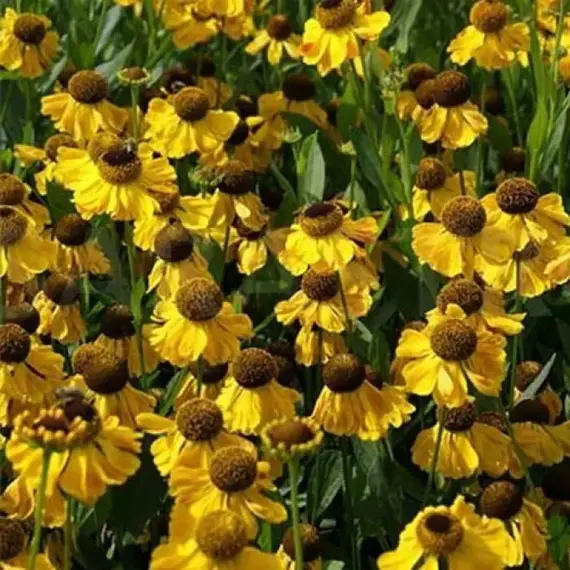 Гелениум Эльдорадо