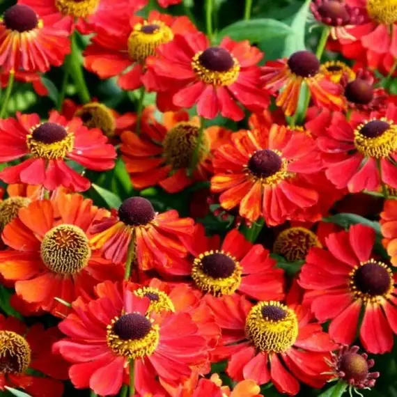 Гелениум Рубинцверг