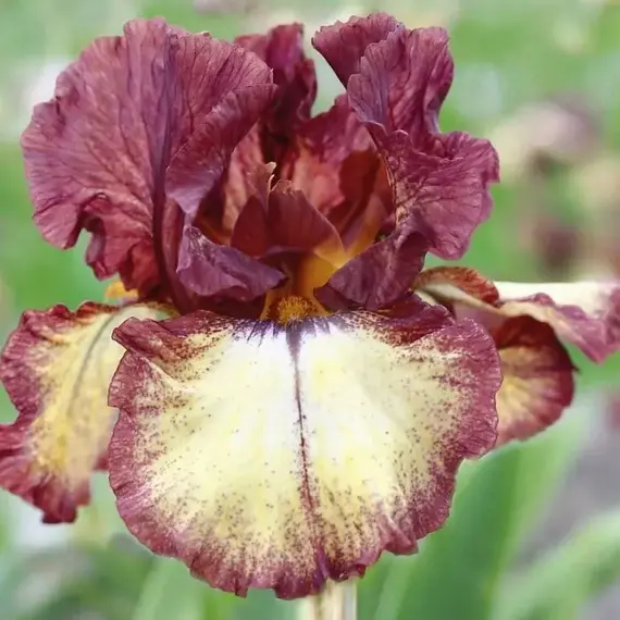 Ирис бородатый Бургунди Браун