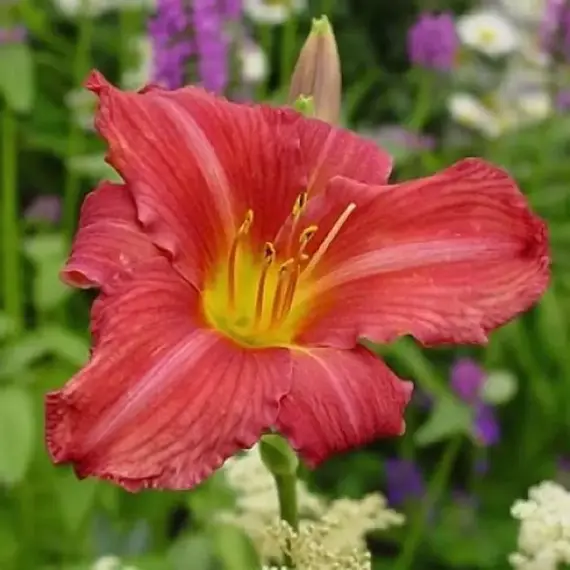 Лилейник Бурбон Кингз