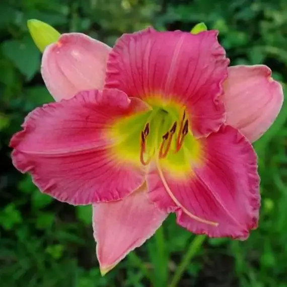 Лилейник Файнал Тач