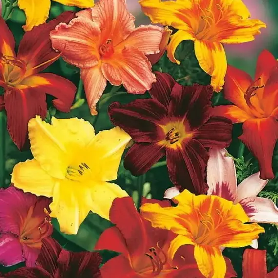 Лилейник микс