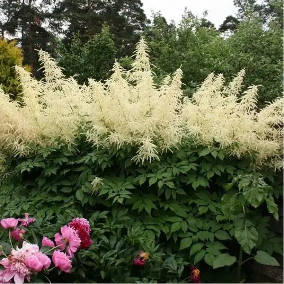 Волжанка двудомная/5