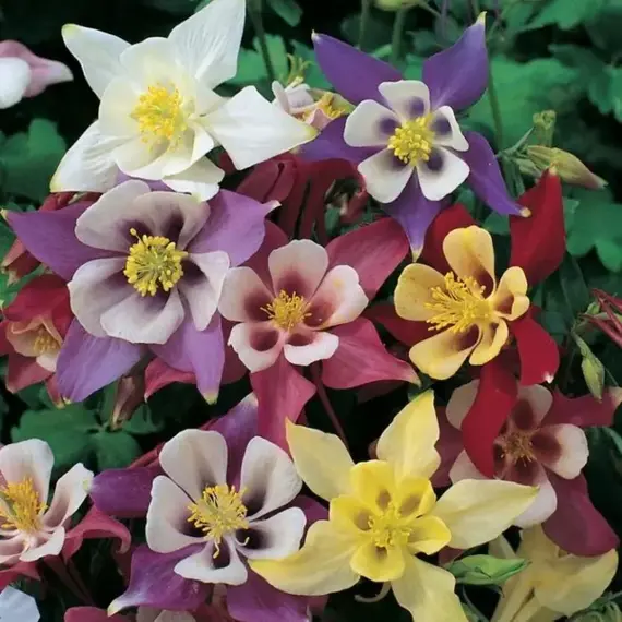 Аквилегия микс