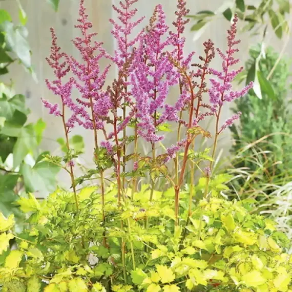 Астильба Колор Флэш Лайм