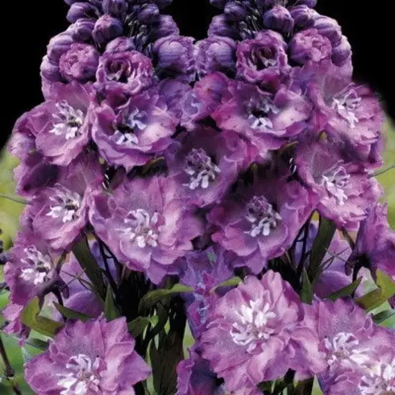 Дельфиниум высокий Дельфис Пауэр