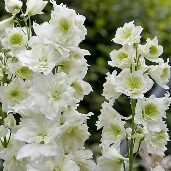 Дельфиниум высокий Хайлендер Морнинг Санрайз