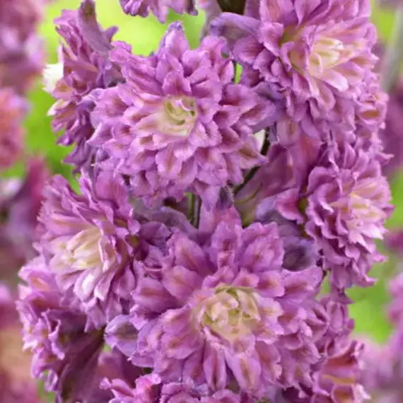 Дельфиниум высокий Хайлендер Фламенко