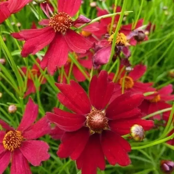 Кореопсис мутовчатый Руби Ред