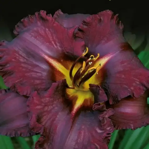 Лилейник Блэк Стокингз