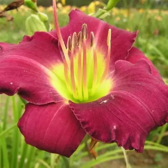 Лилейник Вудсайд Рапсоди