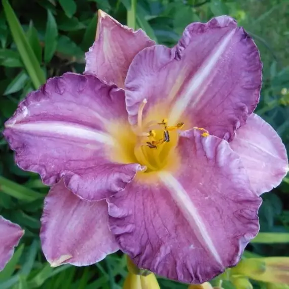 Лилейник Интрэпмент